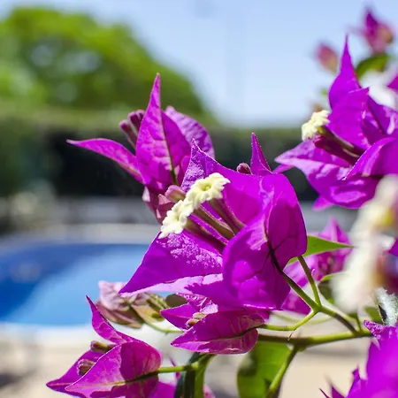 Villa Tulipa Albufeira Buitenkant foto